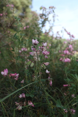 Ononis fruticosa