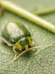 Hemipyxis semiviridis