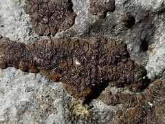 Acarospora glaucocarpa