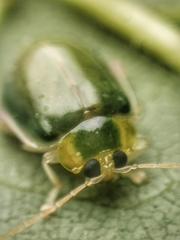Hemipyxis semiviridis