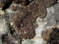 Acarospora glaucocarpa