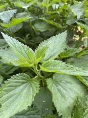 Urtica dioica