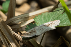 Petrophora chlorosata