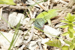 Lacerta media