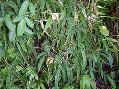 Adiantum hispidulum