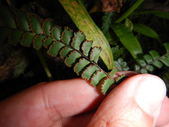 Adiantum hispidulum
