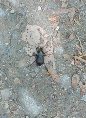 Carabus monticola