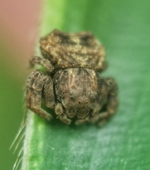 Boliscus tuberculatus