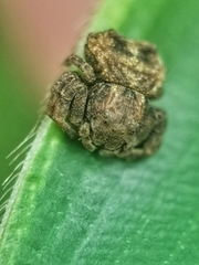 Boliscus tuberculatus