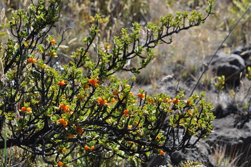 Coprosma montana