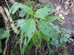 Melastoma denticulatum