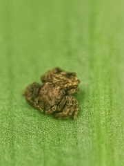 Boliscus tuberculatus