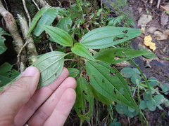 Melastoma denticulatum