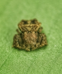 Boliscus tuberculatus