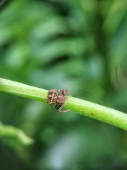 Boliscus tuberculatus