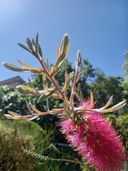 Melaleuca