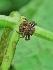 Boliscus tuberculatus
