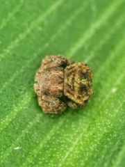 Boliscus tuberculatus