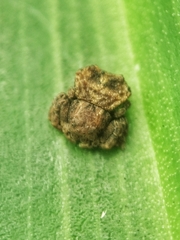 Boliscus tuberculatus