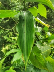 Boliscus tuberculatus