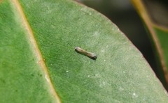 Ctenarytaina eucalypti