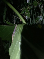 Hemiphyllodactylus typus