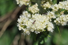 Adela septentrionella