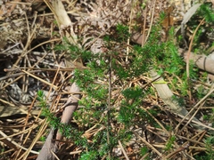 Erica umbellata