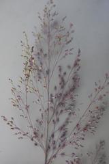 Adenochloa ecklonii