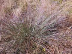 Adenochloa ecklonii