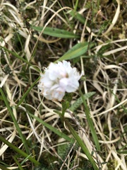 Dactylorhiza maculata ericetorum