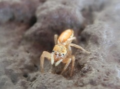 Cosmophasis lami