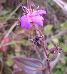 Argyrella canescens