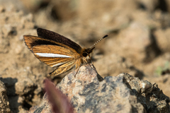 Leptalina unicolor