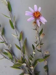 Athrixia phylicoides