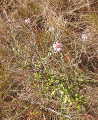 Athrixia phylicoides