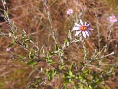 Athrixia phylicoides