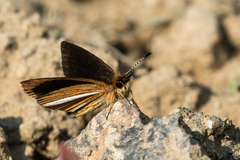 Leptalina unicolor