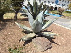 Agave guiengola