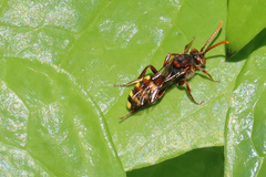 Nomada flava