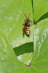 Nomada flava