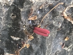 Dictyoptera