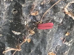 Dictyoptera