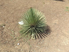 Agave stricta