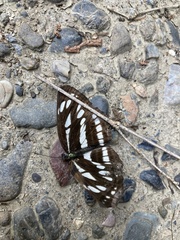 Neptis sappho intermedia