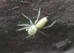 Cosmophasis lami