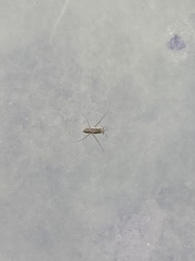 Gerris latiabdominis