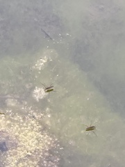 Gerris latiabdominis