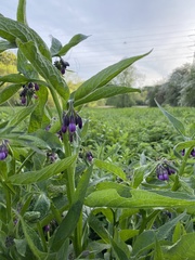 Symphytum officinale