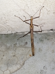 Calvisia conicipennis